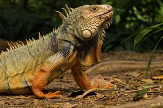 Colombia Medellin iguana min Colombia Medellin iguana min