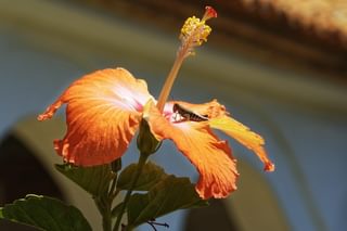 Colombia orange hibiscus min Colombia orange hibiscus min