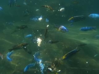 Colourful Fish In Lake Malawi