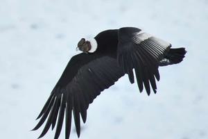 Condor Condor