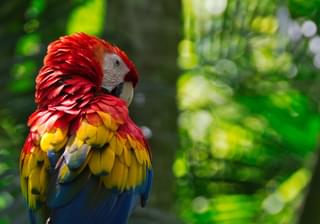 Costa Rica Scarlet Macaw