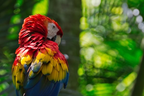 Costa Rica Scarlet Macaw Costa Rica Scarlet Macaw