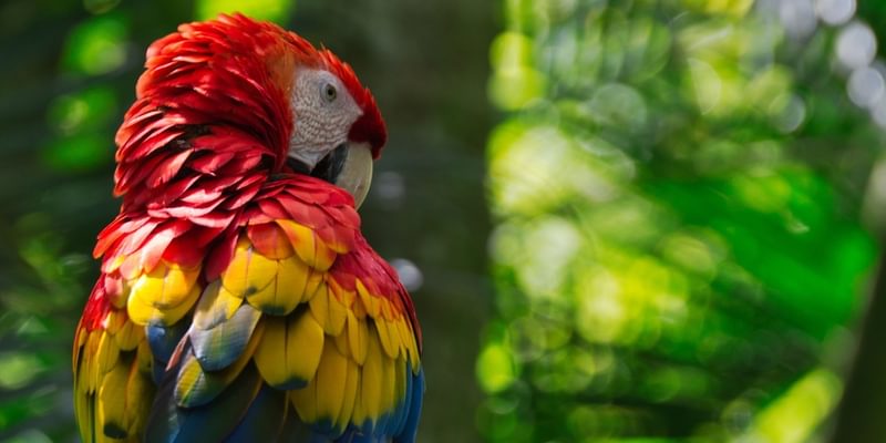 Costa Rica Scarlet Macaw Costa Rica Scarlet Macaw