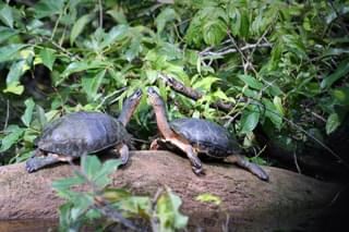 Costa Rica Tortuguero turtles