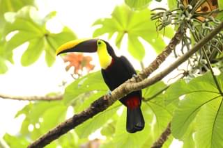 Costa Rica brown back toucan