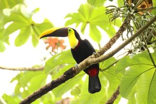 Costa Rica brown back toucan Costa Rica brown back toucan