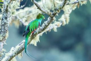 Costa Rica resplendent quetzal