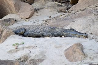 Rufiji Croc Rufiji Croc