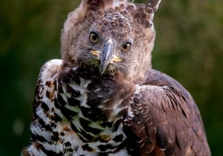 Crowned Eagle Crowned Eagle