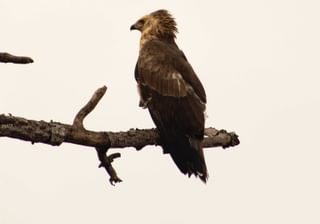 Crowned Eagle Laikipia Crowned Eagle Laikipia