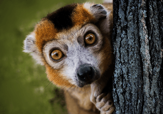 Curious Lemur in Nature Canva Pro Curious Lemur in Nature Canva Pro