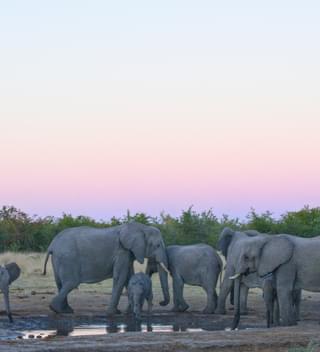 Sunset Elephant Viewing