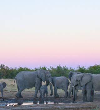 Sunset Elephant Viewing Sunset Elephant Viewing