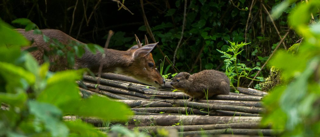 Dtr8237  Bushbuck  Tree Hyrax