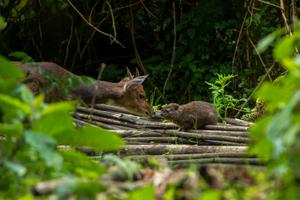 Dtr8237  Bushbuck  Tree Hyrax