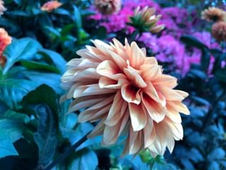 Dahlia at Singapore Botanic Gardens Dahlia at Singapore Botanic Gardens