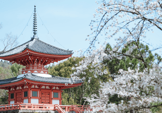 Daikakuji Temple and Branches of Cherry Blossom Canva Pro Daikakuji Temple and Branches of Cherry Blossom Canva Pro