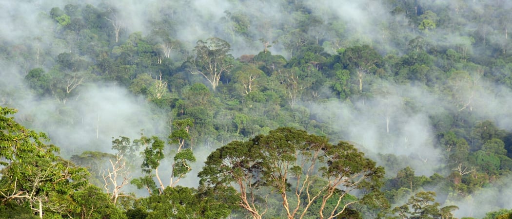 Danum Valley Sabah Borneo Malayasia