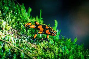 Dart frog Nuqui Colombia min Dart frog Nuqui Colombia min