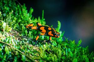 Dart frog Nuqui Colombia min