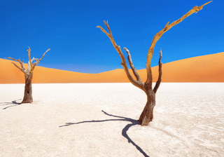 Dead Vlei in Naukluft National Park Namibia taken in January 2018 Canva Pro Dead Vlei in Naukluft National Park Namibia taken in January 2018 Canva Pro