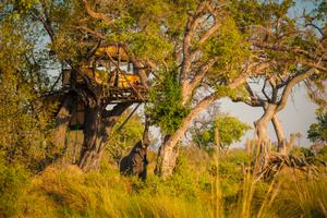 Delta Camp Treehouse 1