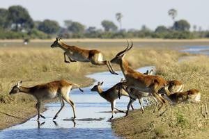Okavango Delta Okavango Delta