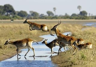 Okavango Delta Okavango Delta