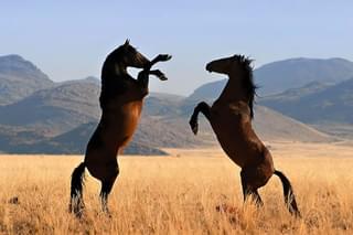 Desert Horse Inn Wild Horses