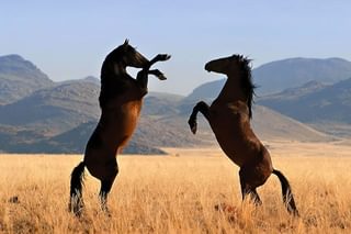 Desert Horse Inn Wild Horses