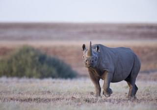 Desert Rhino Blog 1