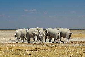 Desert Elephant Desert Elephant