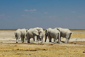 Desert Elephant