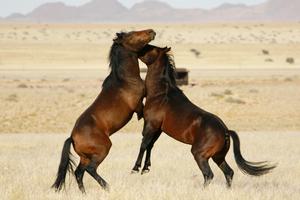 Desert Horse Inn Ferel Horses