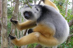 Diadem  Sifaka  Michael  Hogan