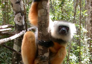 Diademed Sifaka Tom Junek Diademed Sifaka Tom Junek