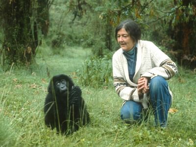 Dian Fossey Mountain Gorilla Rwanda Dian Fossey Mountain Gorilla Rwanda
