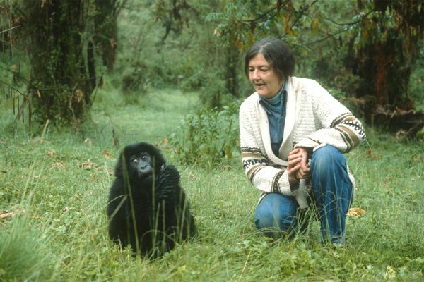 Dian Fossey Mountain Gorilla Rwanda Dian Fossey Mountain Gorilla Rwanda