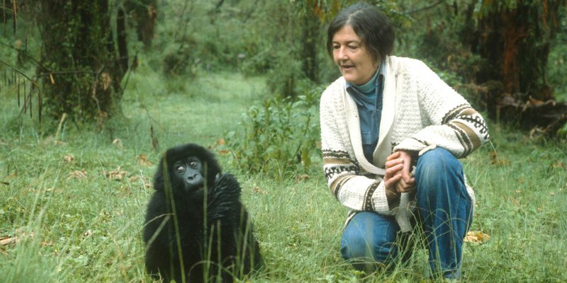 Dian Fossey Mountain Gorilla Rwanda Dian Fossey Mountain Gorilla Rwanda
