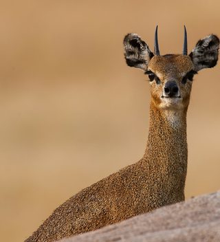 Dik  Dik