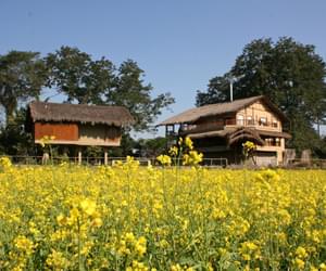 Diphlu River Lodge Mustard Fields