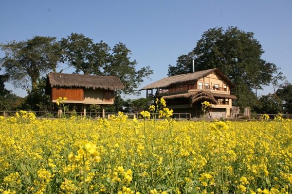 Diphlu River Lodge Mustard Fields Diphlu River Lodge Mustard Fields