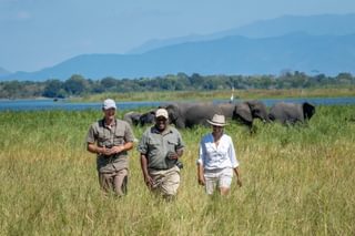 Discovering Elephants On A Safari From Kuthengo Camp Discovering Elephants On A Safari From Kuthengo Camp