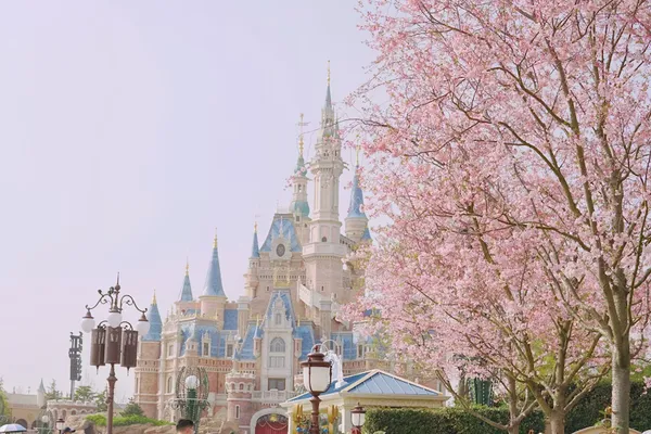 Disneyland with cherry blossom Tokyo Japan unsplash Disneyland with cherry blossom Tokyo Japan unsplash