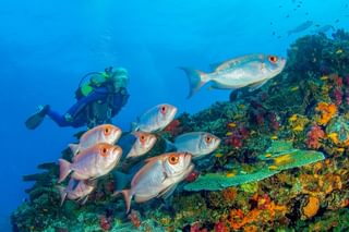 Diving At Azura Quilalea In The Quirimbas Diving At Azura Quilalea In The Quirimbas