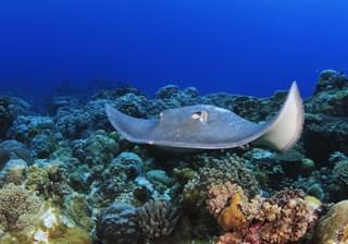 Diving In  Mozambique Sting Ray
