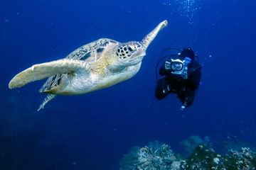 Diving Diving