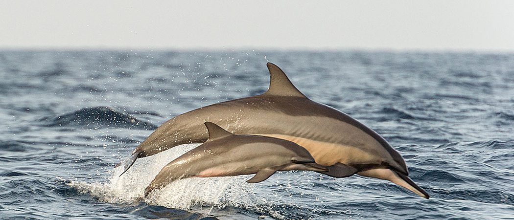 Dolphin Watching From  Bar  Reef  Resort