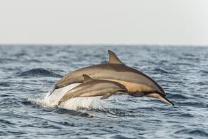 Dolphin Watching From  Bar  Reef  Resort