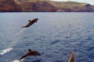 Dolphin Watching On St Helena Dolphin Watching On St Helena